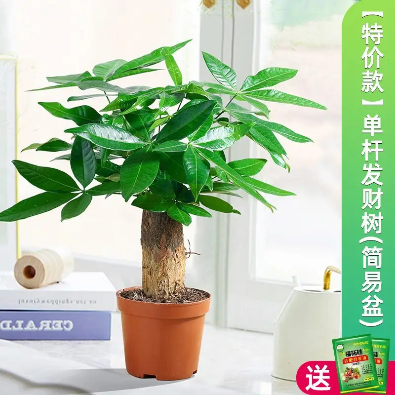 Money Tree Potted Office Small Green Plant Ornaments Flower Hydroponic Plants Indoor Desktop Easy to Grow Money Tree Bonsai