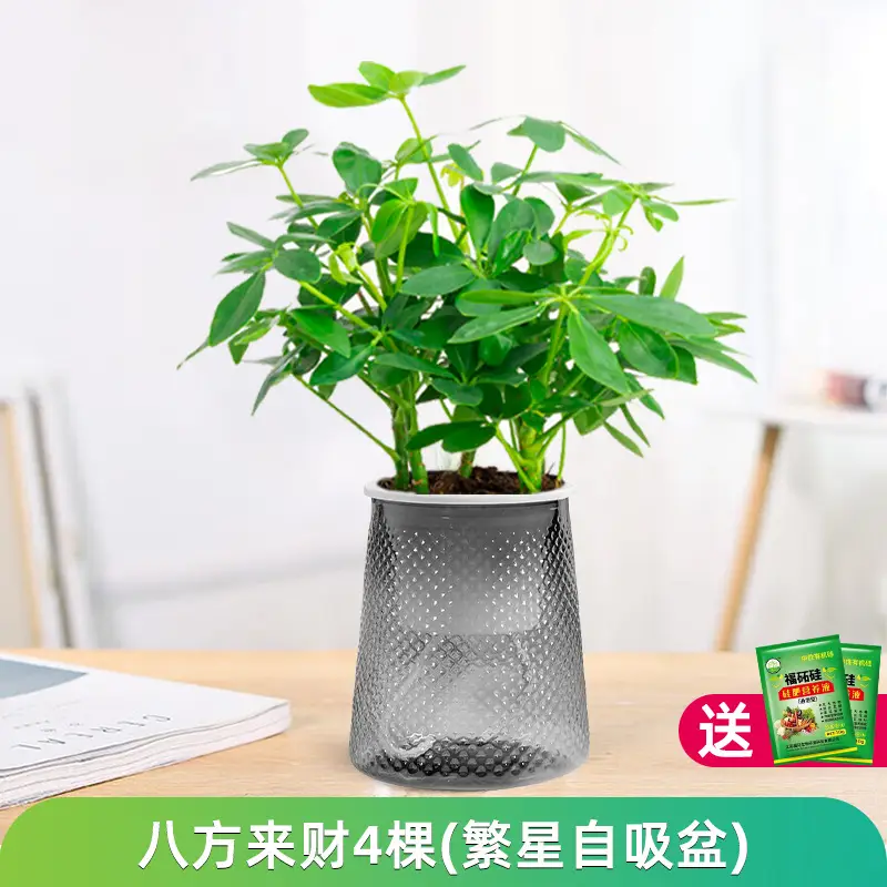 Money Tree Potted Office Small Green Plant Ornaments Flower Hydroponic Plants Indoor Desktop Easy to Grow Money Tree Bonsai