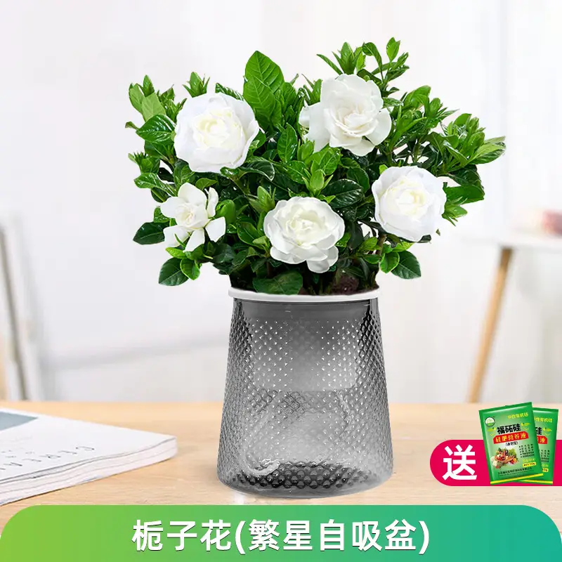 Money Tree Potted Office Small Green Plant Ornaments Flower Hydroponic Plants Indoor Desktop Easy to Grow Money Tree Bonsai