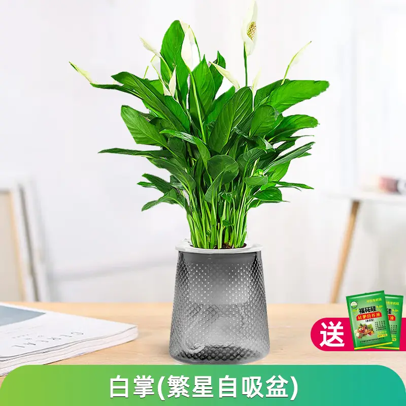 Money Tree Potted Office Small Green Plant Ornaments Flower Hydroponic Plants Indoor Desktop Easy to Grow Money Tree Bonsai