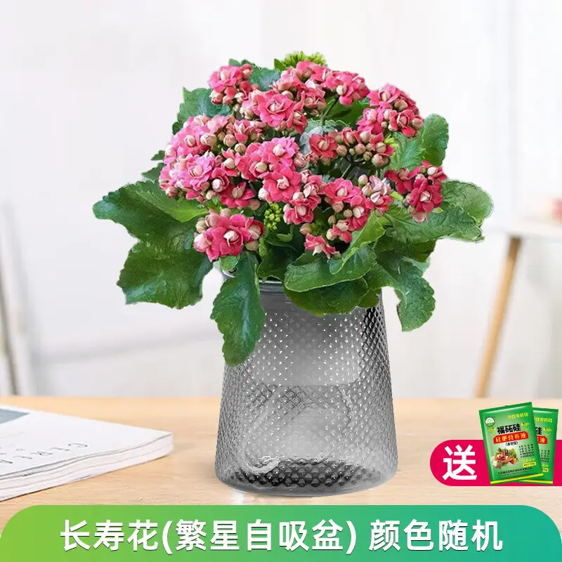 Money Tree Potted Office Small Green Plant Ornaments Flower Hydroponic Plants Indoor Desktop Easy to Grow Money Tree Bonsai