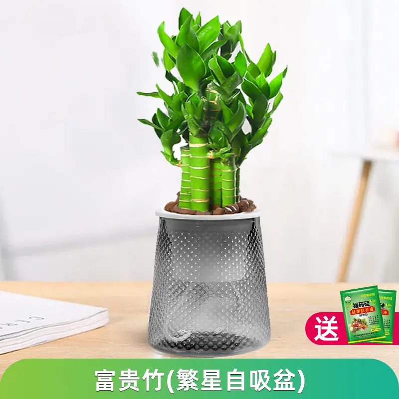 Money Tree Potted Office Small Green Plant Ornaments Flower Hydroponic Plants Indoor Desktop Easy to Grow Money Tree Bonsai