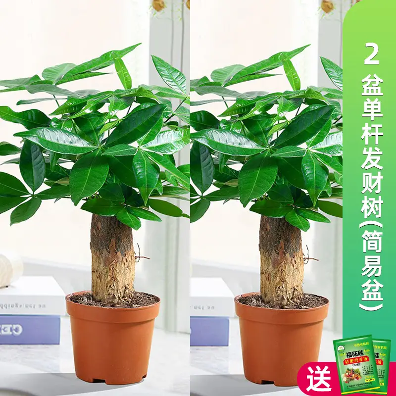Money Tree Potted Office Small Green Plant Ornaments Flower Hydroponic Plants Indoor Desktop Easy to Grow Money Tree Bonsai