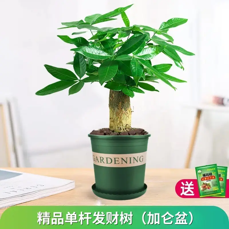 Money Tree Potted Office Small Green Plant Ornaments Flower Hydroponic Plants Indoor Desktop Easy to Grow Money Tree Bonsai