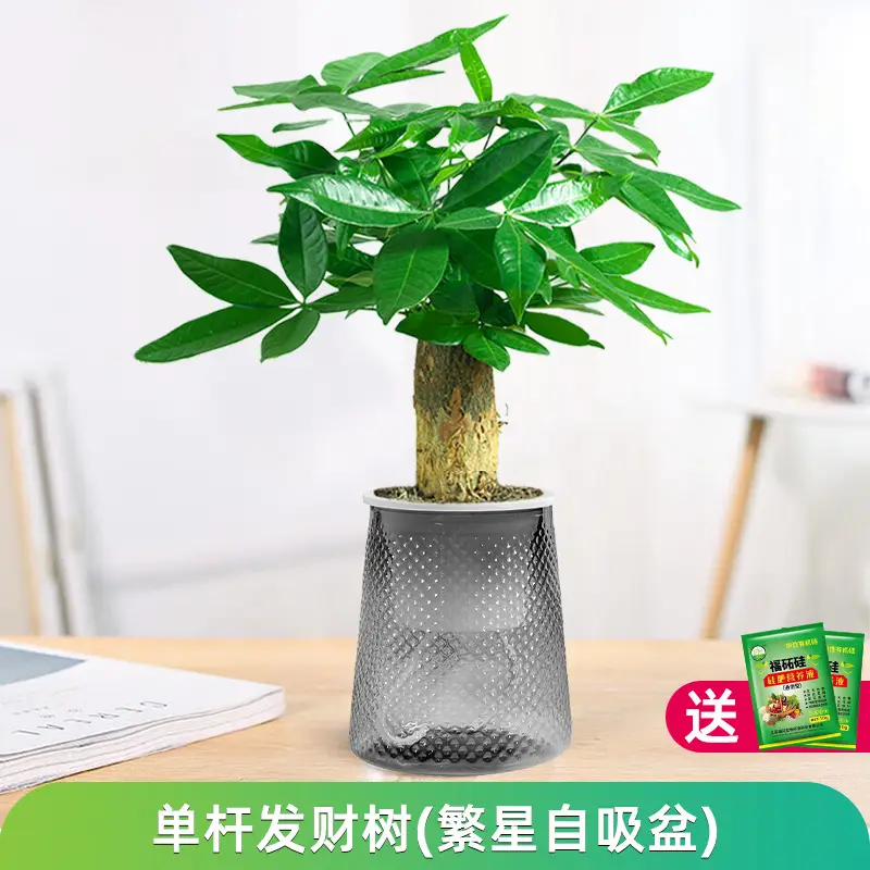 Money Tree Potted Office Small Green Plant Ornaments Flower Hydroponic Plants Indoor Desktop Easy to Grow Money Tree Bonsai