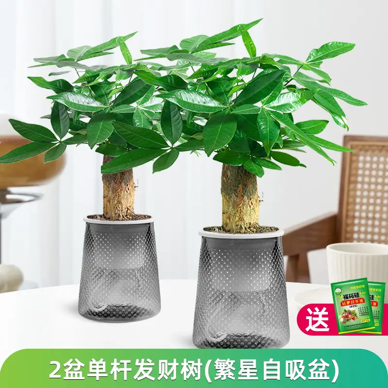 Money Tree Potted Office Small Green Plant Ornaments Flower Hydroponic Plants Indoor Desktop Easy to Grow Money Tree Bonsai
