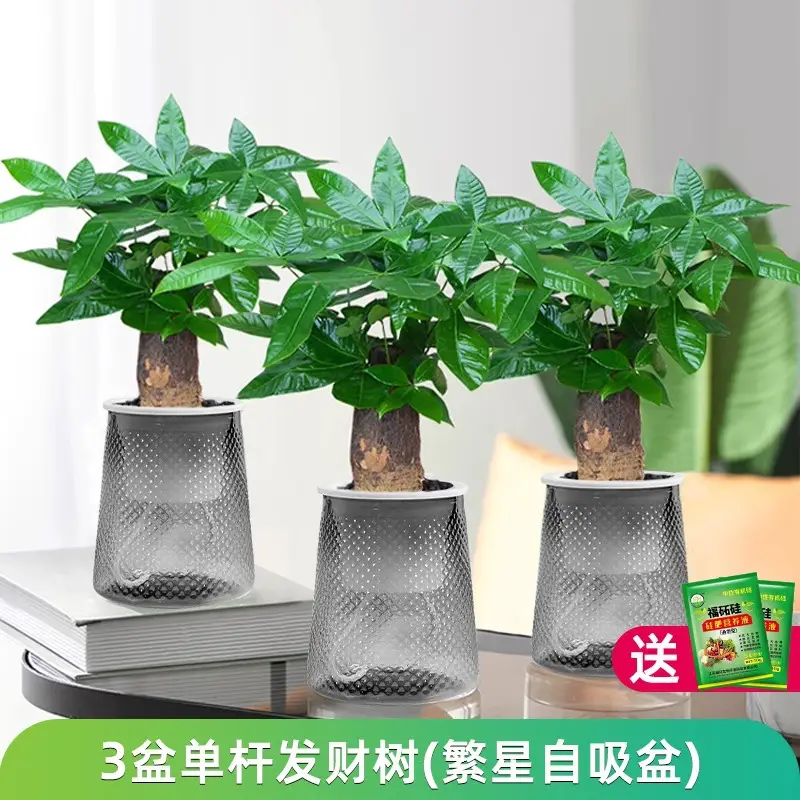 Money Tree Potted Office Small Green Plant Ornaments Flower Hydroponic Plants Indoor Desktop Easy to Grow Money Tree Bonsai