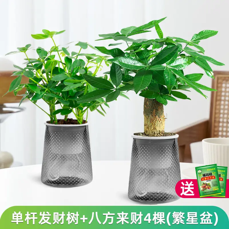 Money Tree Potted Office Small Green Plant Ornaments Flower Hydroponic Plants Indoor Desktop Easy to Grow Money Tree Bonsai