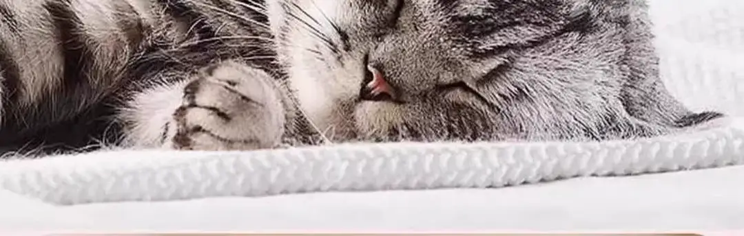 Cat Toy Feather Funny Cat Elastic Ball Stick Self-Pleasure and Boredom Relief Artifact Cat Interactive Energy-Consuming Pet Toy — feature 4