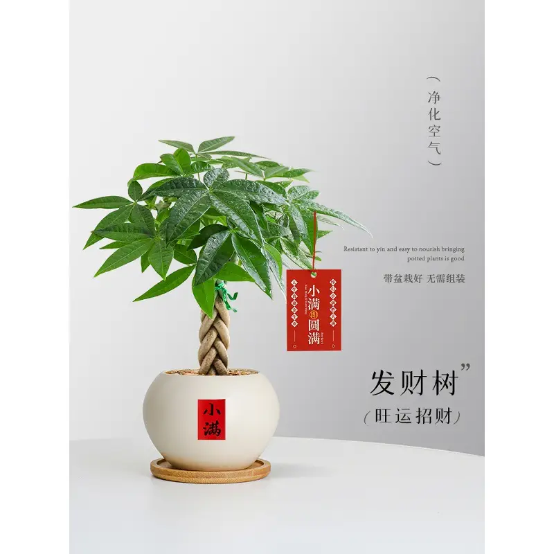 Premium Braided Money Tree Small Potted Indoor Green Plant Office Desk Easy-To-Care-For Flower for Attracting Wealth and Purification, Easy to Maintain in All Seasons