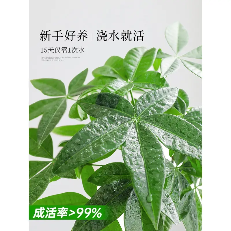 Premium Braided Money Tree Small Potted Indoor Green Plant Office Desk Easy-To-Care-For Flower for Attracting Wealth and Purification, Easy to Maintain in All Seasons