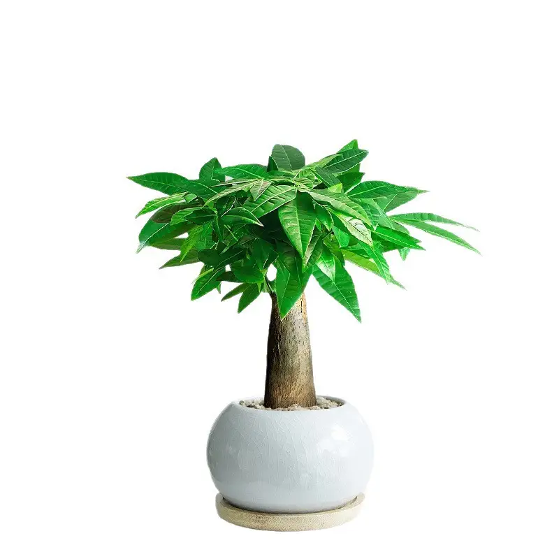Premium Braided Money Tree Small Potted Indoor Green Plant Office Desk Easy-To-Care-For Flower for Attracting Wealth and Purification, Easy to Maintain in All Seasons