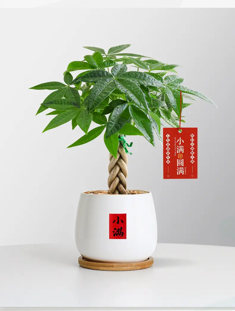 Premium Braided Money Tree Small Potted Indoor Green Plant Office Desk Easy-To-Care-For Flower for Attracting Wealth and Purification, Easy to Maintain in All Seasons — feature 10