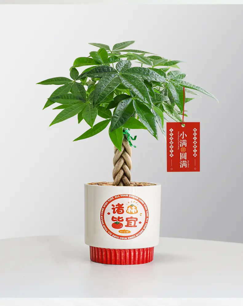 Premium Braided Money Tree Small Potted Indoor Green Plant Office Desk Easy-To-Care-For Flower for Attracting Wealth and Purification, Easy to Maintain in All Seasons — feature 12