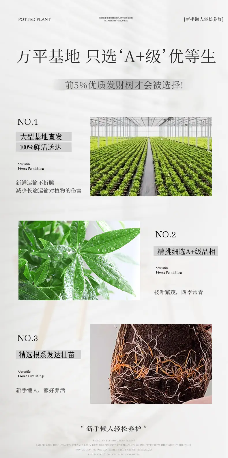 Premium Braided Money Tree Small Potted Indoor Green Plant Office Desk Easy-To-Care-For Flower for Attracting Wealth and Purification, Easy to Maintain in All Seasons — feature 13
