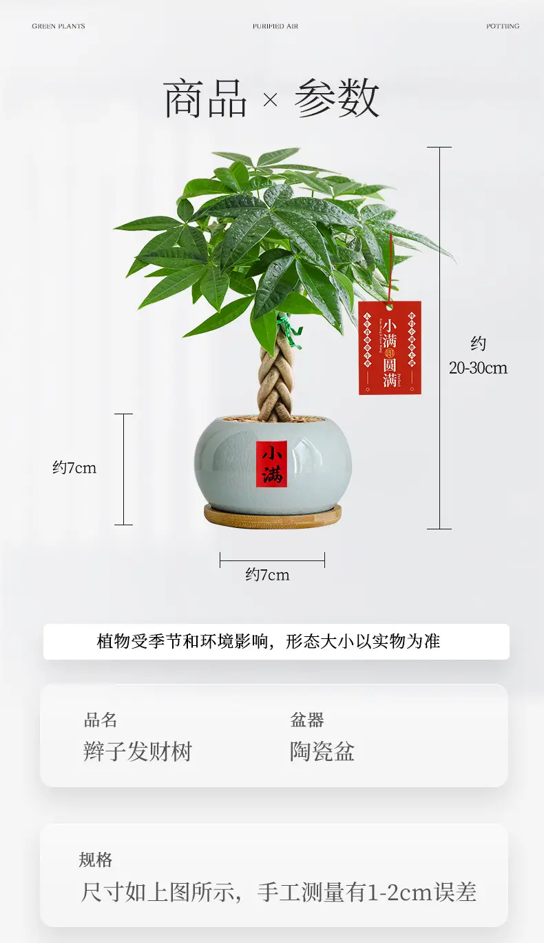Premium Braided Money Tree Small Potted Indoor Green Plant Office Desk Easy-To-Care-For Flower for Attracting Wealth and Purification, Easy to Maintain in All Seasons — feature 20