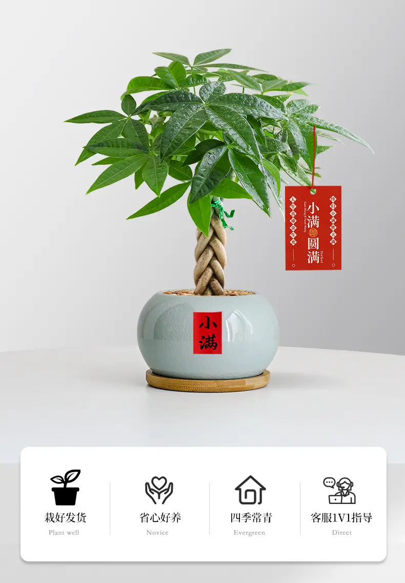 Premium Braided Money Tree Small Potted Indoor Green Plant Office Desk Easy-To-Care-For Flower for Attracting Wealth and Purification, Easy to Maintain in All Seasons — feature 3