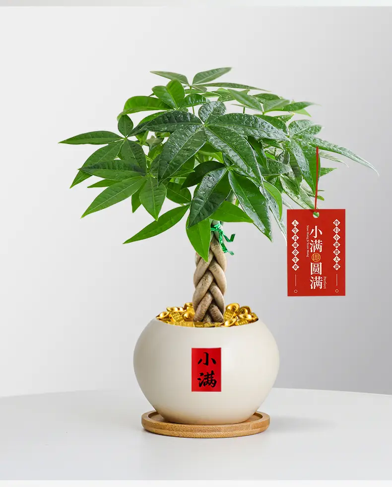 Premium Braided Money Tree Small Potted Indoor Green Plant Office Desk Easy-To-Care-For Flower for Attracting Wealth and Purification, Easy to Maintain in All Seasons — feature 6