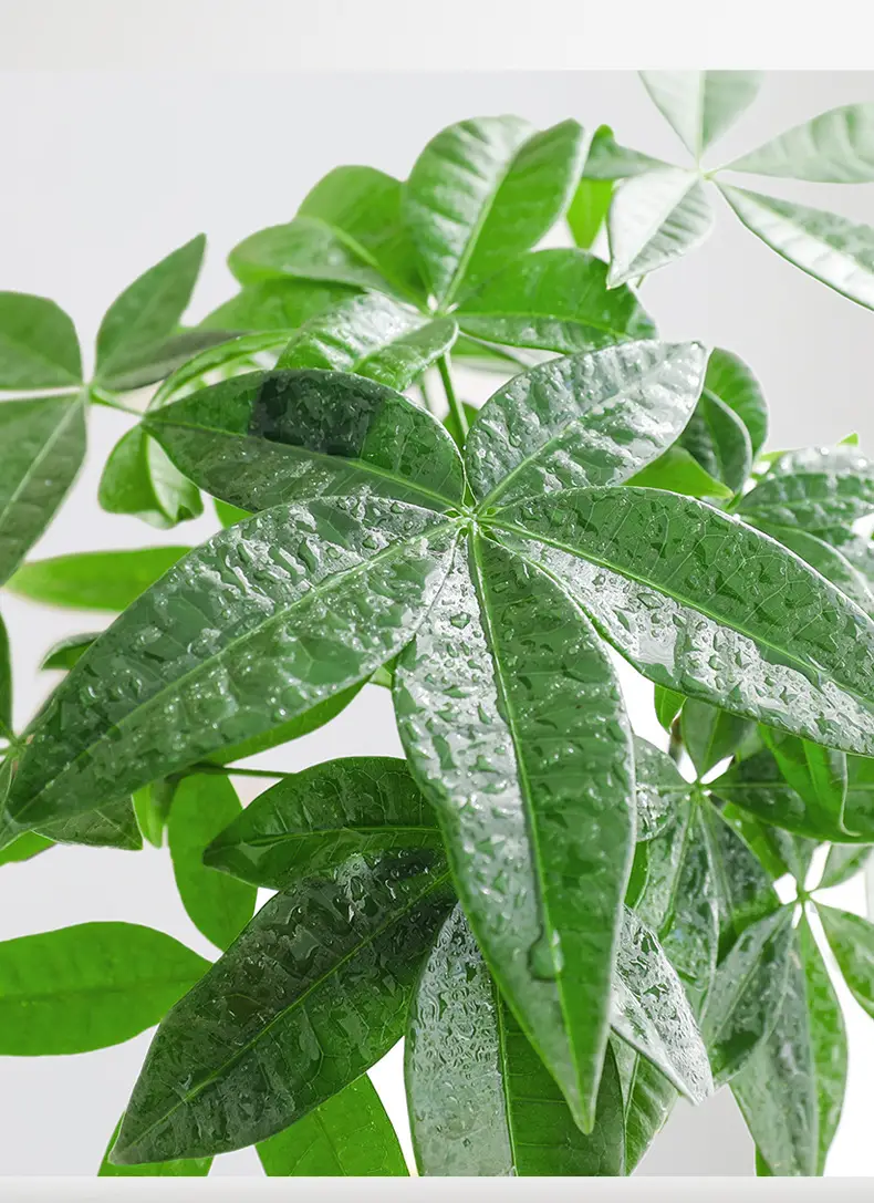 Premium Braided Money Tree Small Potted Indoor Green Plant Office Desk Easy-To-Care-For Flower for Attracting Wealth and Purification, Easy to Maintain in All Seasons — feature 8