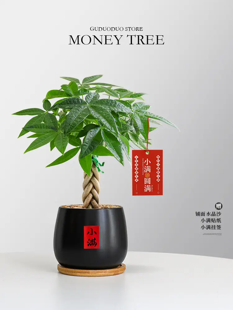Premium Braided Money Tree Small Potted Indoor Green Plant Office Desk Easy-To-Care-For Flower for Attracting Wealth and Purification, Easy to Maintain in All Seasons