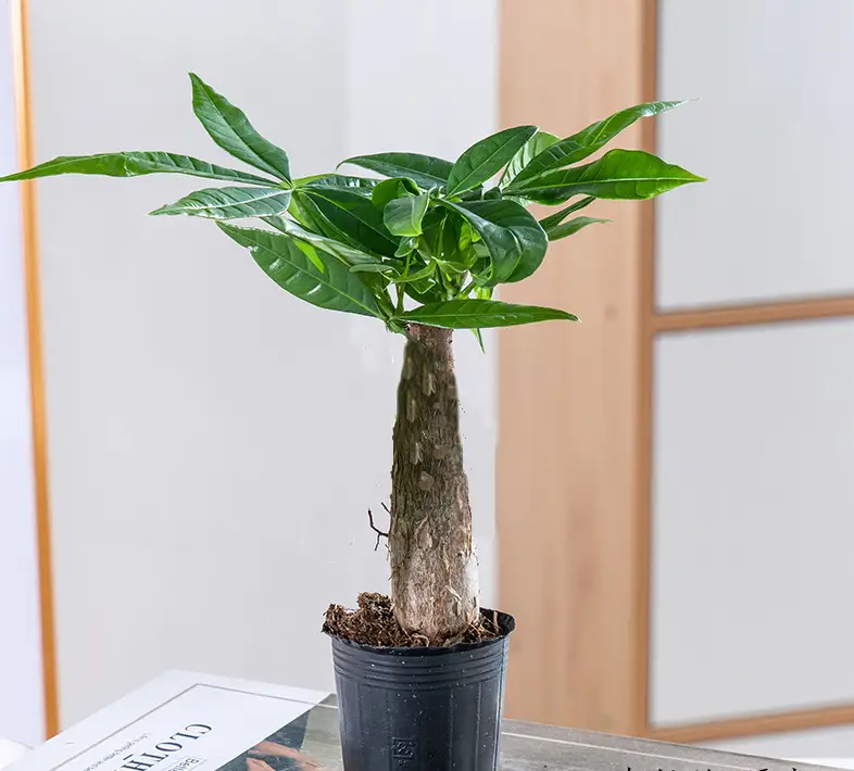 Premium Braided Money Tree Small Potted Indoor Green Plant Office Desk Easy-To-Care-For Flower for Attracting Wealth and Purification, Easy to Maintain in All Seasons