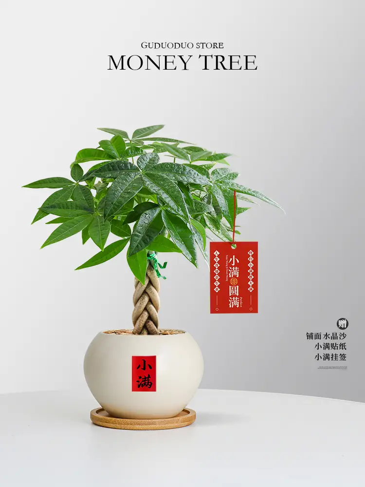Premium Braided Money Tree Small Potted Indoor Green Plant Office Desk Easy-To-Care-For Flower for Attracting Wealth and Purification, Easy to Maintain in All Seasons