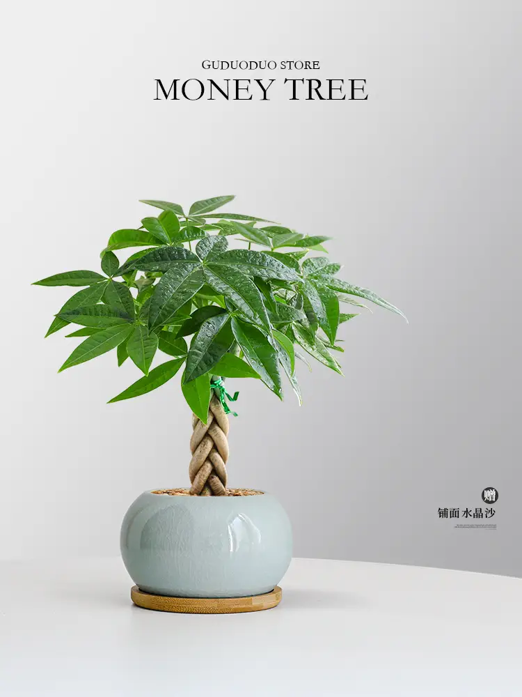 Premium Braided Money Tree Small Potted Indoor Green Plant Office Desk Easy-To-Care-For Flower for Attracting Wealth and Purification, Easy to Maintain in All Seasons