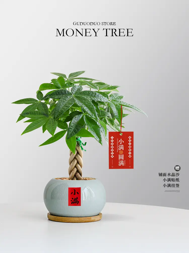 Premium Braided Money Tree Small Potted Indoor Green Plant Office Desk Easy-To-Care-For Flower for Attracting Wealth and Purification, Easy to Maintain in All Seasons