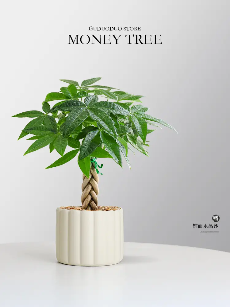 Premium Braided Money Tree Small Potted Indoor Green Plant Office Desk Easy-To-Care-For Flower for Attracting Wealth and Purification, Easy to Maintain in All Seasons