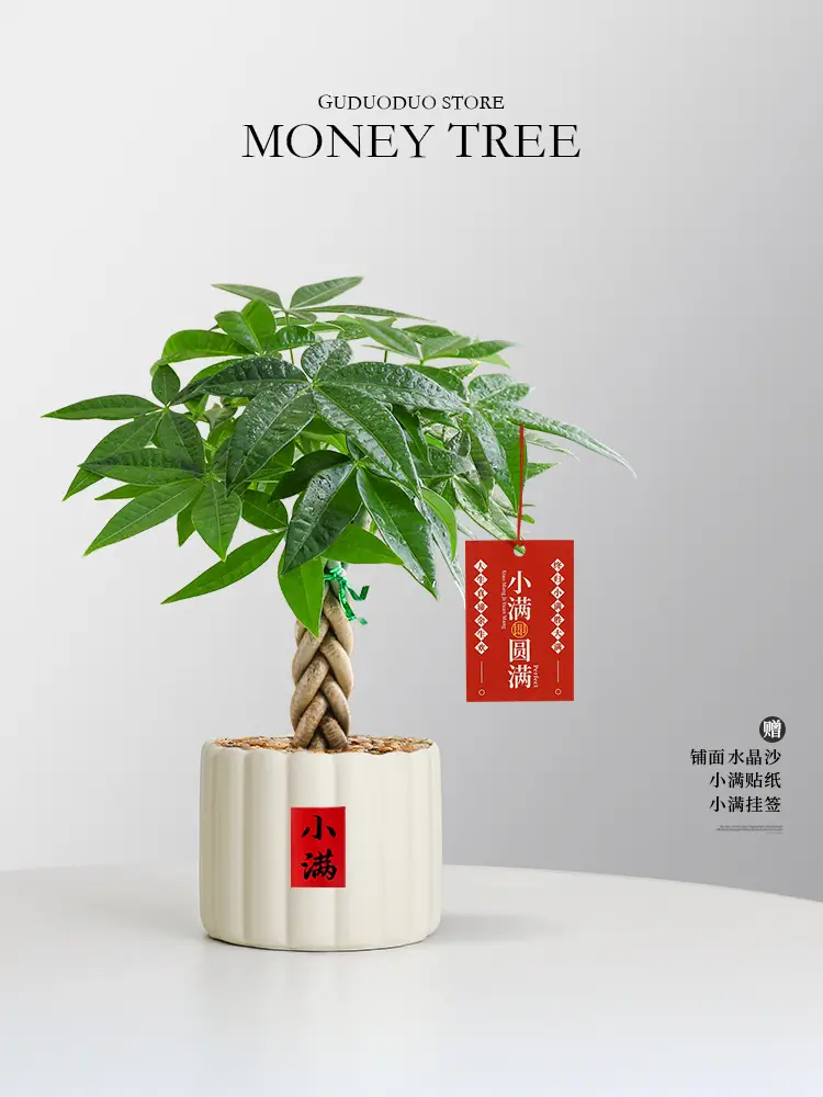 Premium Braided Money Tree Small Potted Indoor Green Plant Office Desk Easy-To-Care-For Flower for Attracting Wealth and Purification, Easy to Maintain in All Seasons