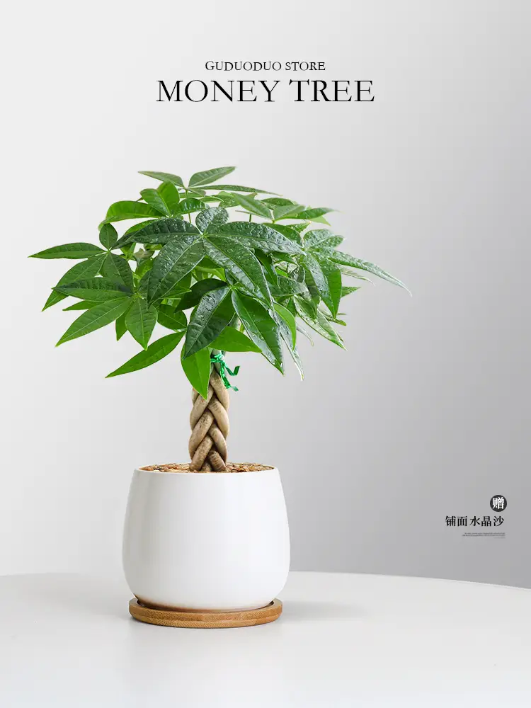 Premium Braided Money Tree Small Potted Indoor Green Plant Office Desk Easy-To-Care-For Flower for Attracting Wealth and Purification, Easy to Maintain in All Seasons