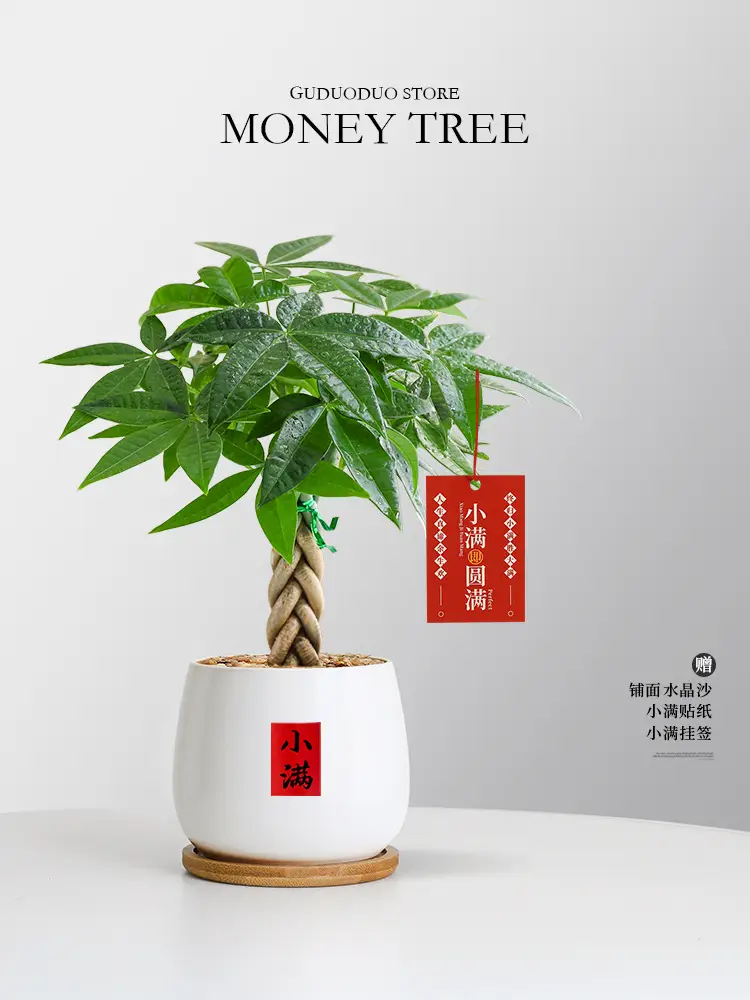 Premium Braided Money Tree Small Potted Indoor Green Plant Office Desk Easy-To-Care-For Flower for Attracting Wealth and Purification, Easy to Maintain in All Seasons