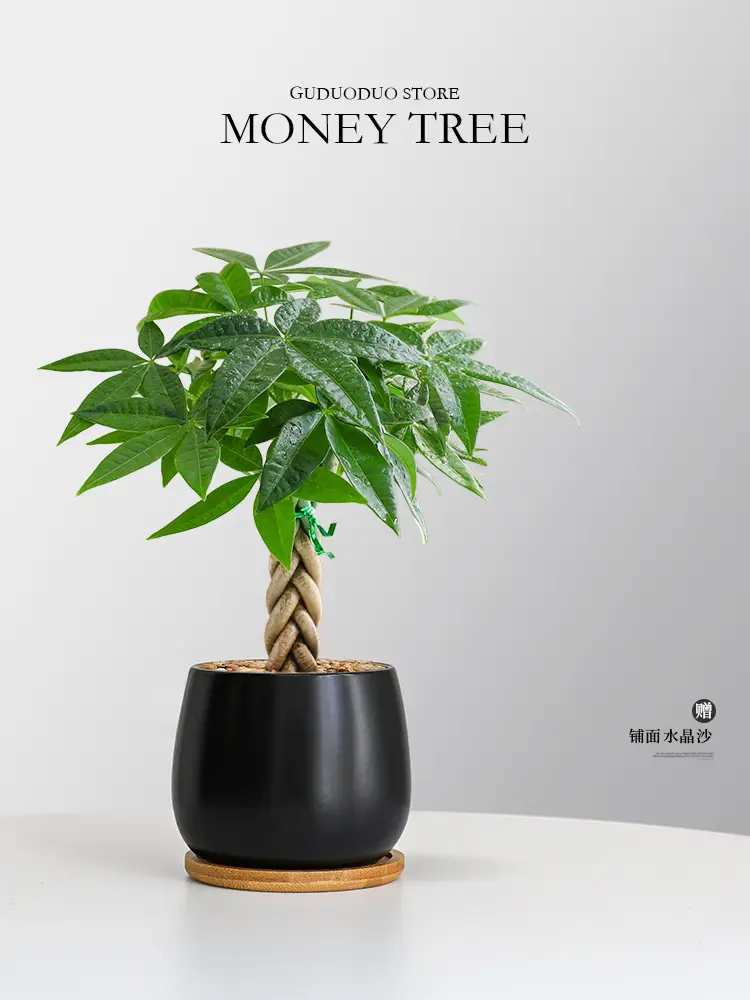 Premium Braided Money Tree Small Potted Indoor Green Plant Office Desk Easy-To-Care-For Flower for Attracting Wealth and Purification, Easy to Maintain in All Seasons