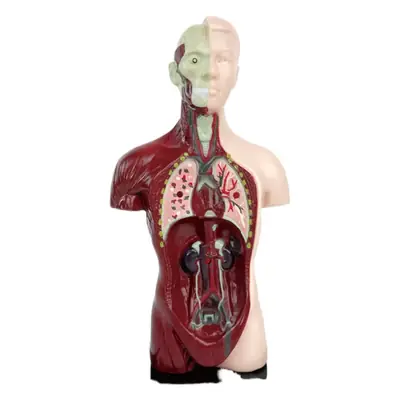 Transparent Human Blood Vessel Model for Kids Science Toy