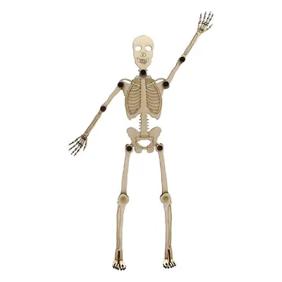 Human Skeleton Assembly Model with Joints and Movability