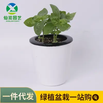 Sweet Basil Potted Plant Edible Nine-Story Pagoda Sweet Basil Mosquito Repellent Vanilla Incense Lazy Pot Vanilla Collection