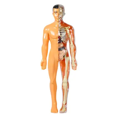 4D Brain Anatomy Model for Kids Educational Toy