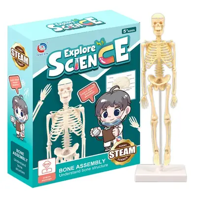 Mini Full-Body Human Skeleton Model for Kids Education