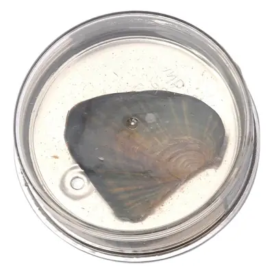 Mini Vacuum Canned Freshwater Clam Jewelry Box