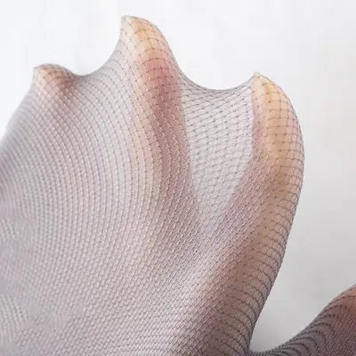 Women's Mesh Leggings Spring Autumn Slimming Skin Color