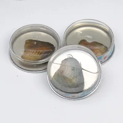 Freshwater Pearl Mussel Blind Box Wholesale