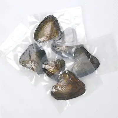 Freshwater Pearl Clam Blind Box Single Small Shell