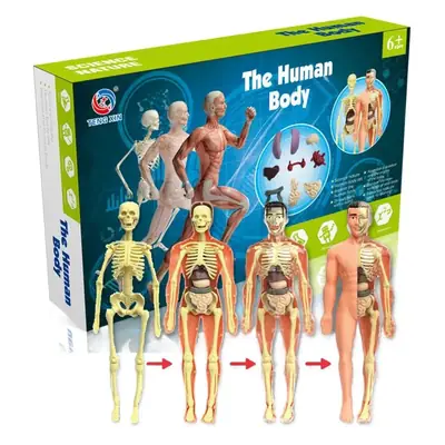 Human Body Model for Kids STEM Education Assembly