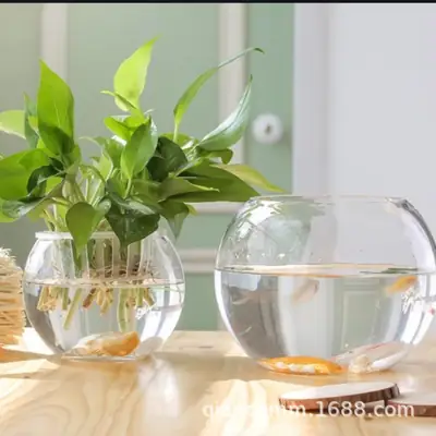 Micro landscape hydroponic plant transparent glass bottle green rose vase flowerpot transparent ball fish tank living room desktop creative