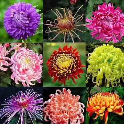 Large Chrysanthemum Seedlings Potted for Ground Planting Bloom All Seasons, September Large Chrysanthemum Edible Indoor and Outdoor Balcony Cold-Resistant and Heat-Resistant Chrysanthemum Seedlings