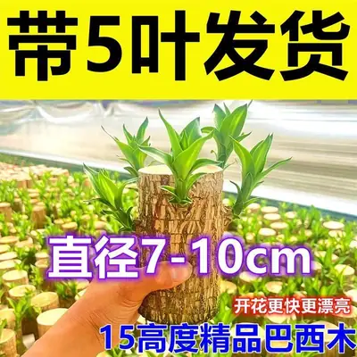 Brazilian Wood Plant with Many Buds, 5 Buds Per Leaf, Large Leaves, Easy to Maintain, Blooms Early, Hydroponic, Low-Maintenance Green Plant, Indoor Green Plant