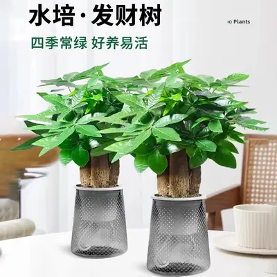 Money Tree Potted Office Small Green Plant Ornaments Flower Hydroponic Plants Indoor Desktop Easy to Grow Money Tree Bonsai
