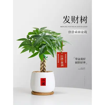 Premium Braided Money Tree Small Potted Indoor Green Plant Office Desk Easy-To-Care-For Flower for Attracting Wealth and Purification, Easy to Maintain in All Seasons